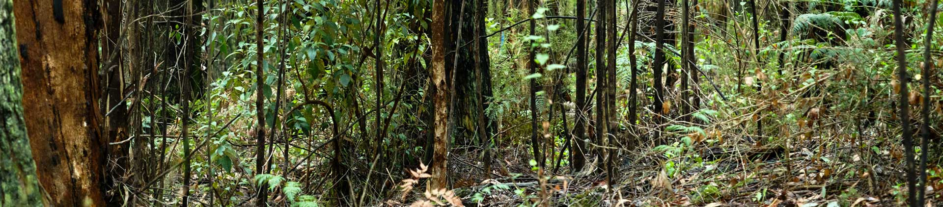 Y10 Science First Nations science Unit Guide