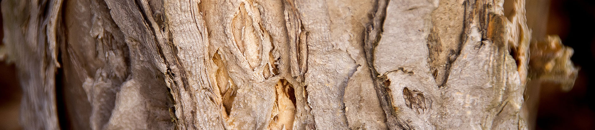 paperbark tree 882645 DT