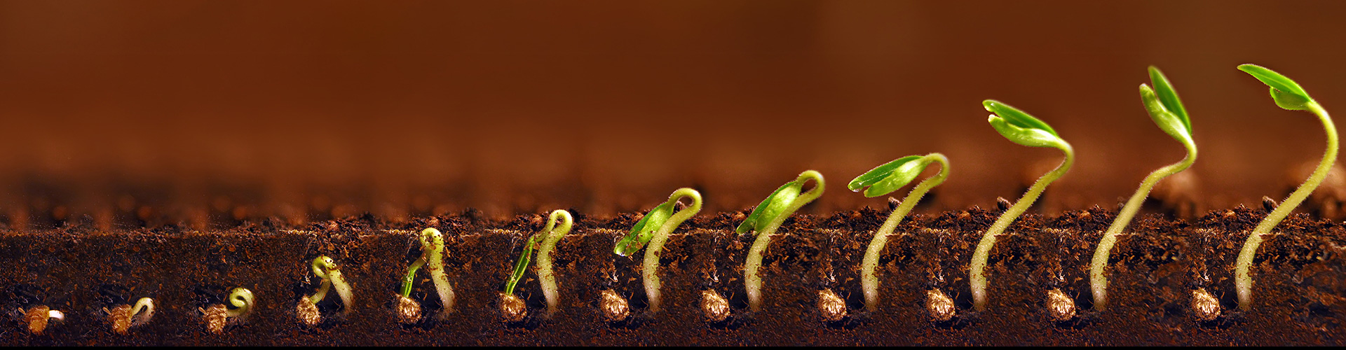 scienceWk header