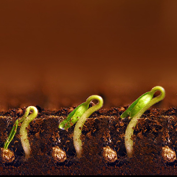 scienceWk header